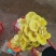 沾益鸡油菌