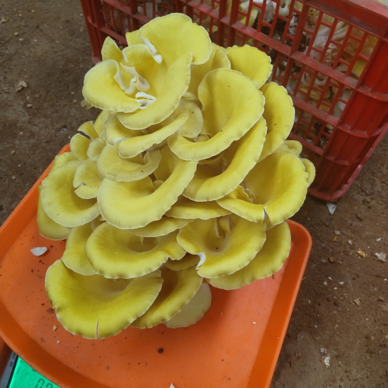 沾益鸡油菌