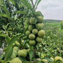 陕西清脆李子大量上市，欢迎采购价格美丽