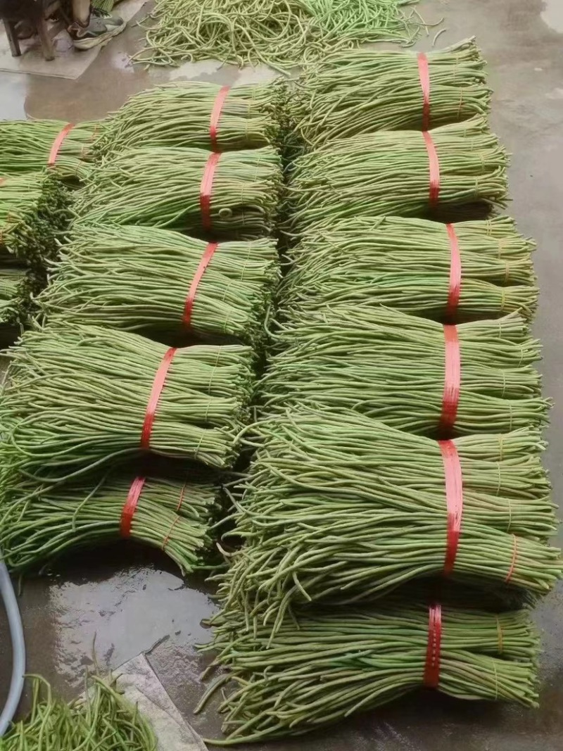 陕西汉中青豆角大量上市，产地直发，一手货源，质量保证