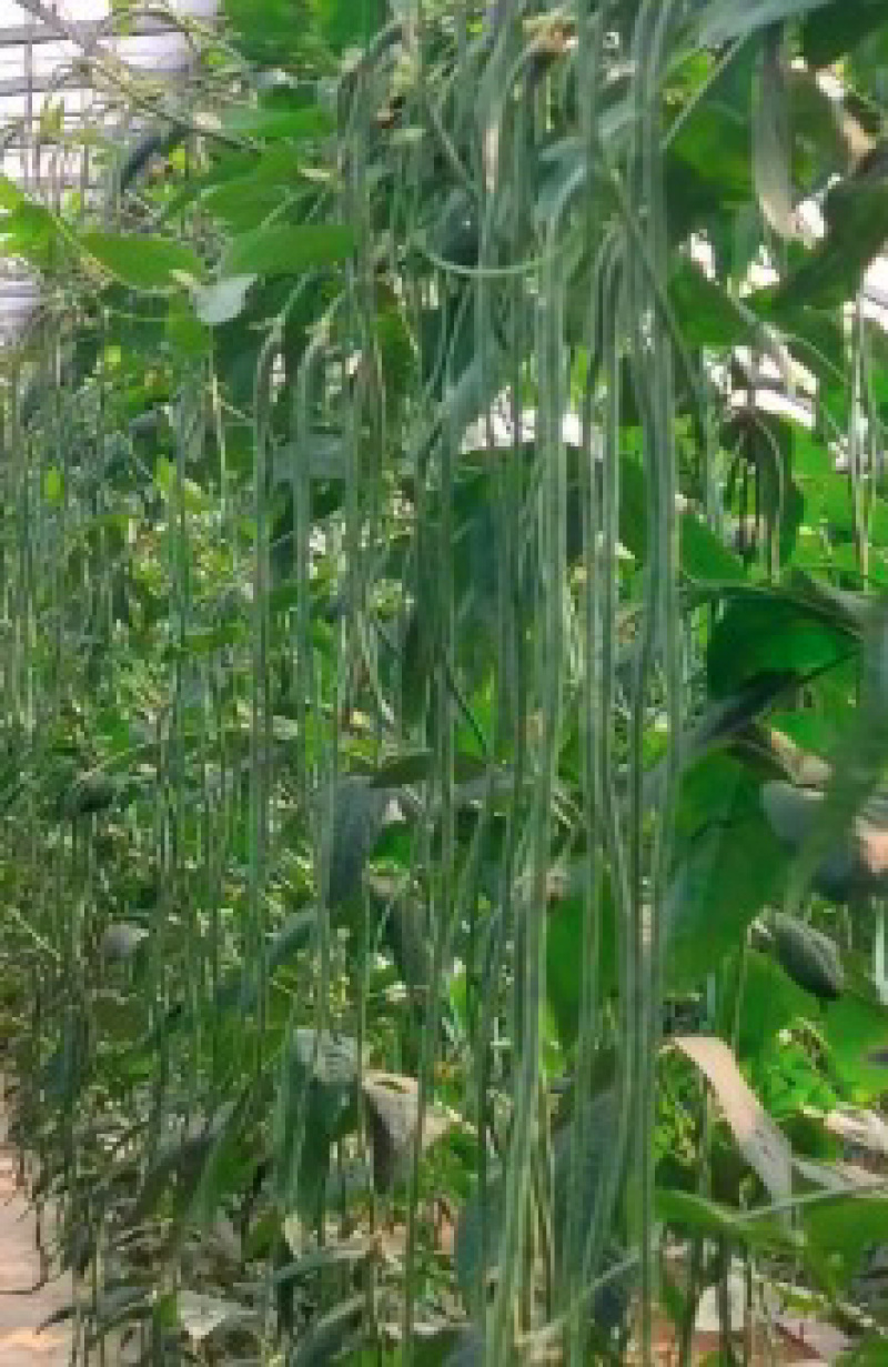 陕西汉中青豆角大量上市，产地直发，一手货源，质量保证