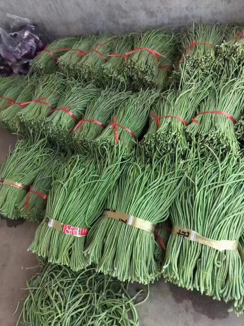 陕西汉中青豆角大量上市，产地直发，一手货源，质量保证