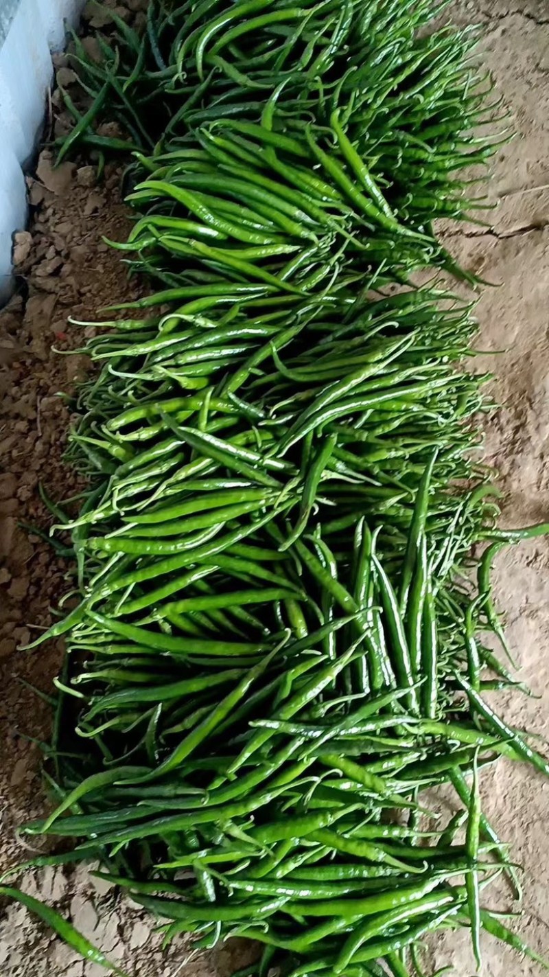 3号线椒