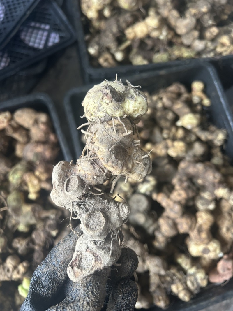黄精野生多花黄精大块茎，深山老黄精批发，一手货源直供