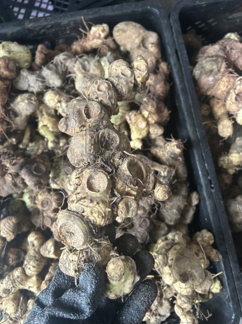 黄精野生多花黄精大块茎，深山老黄精批发，一手货源直供