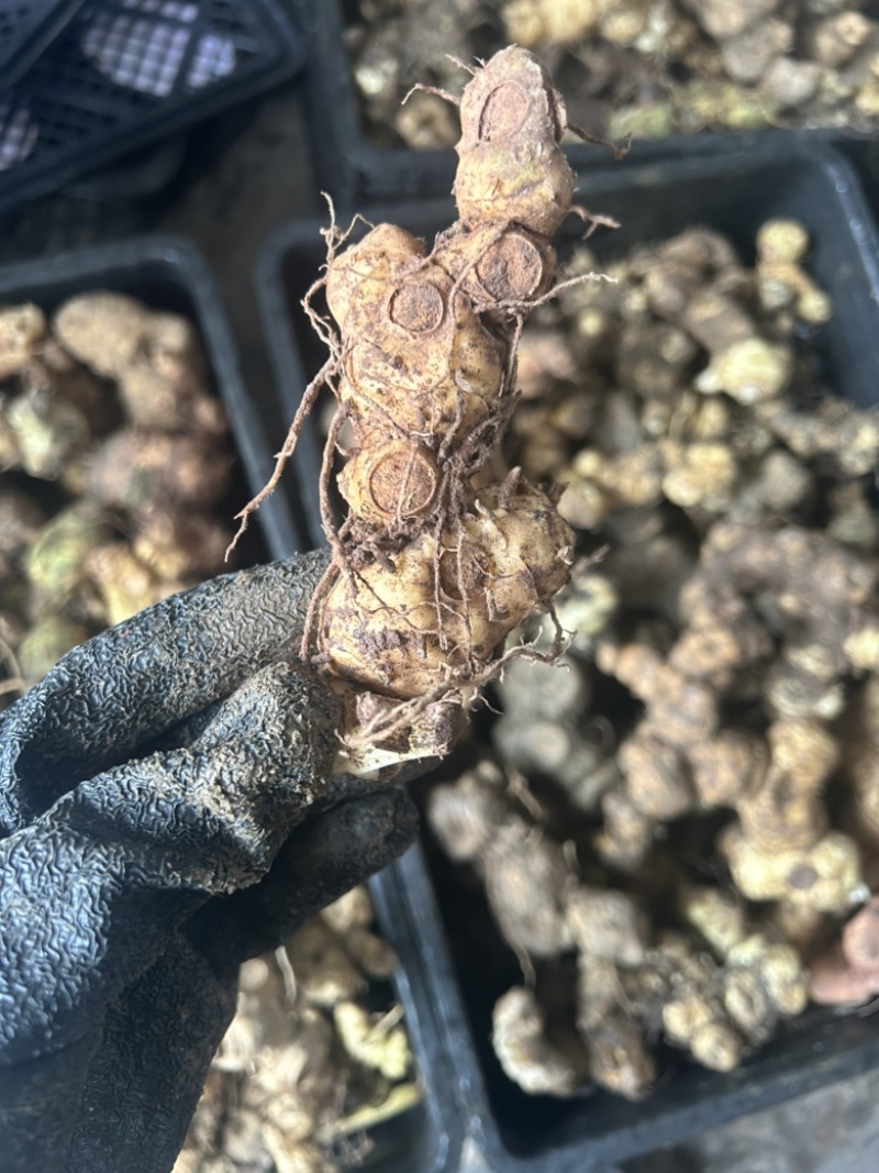 黄精野生多花黄精大块茎，深山老黄精批发，一手货源直供