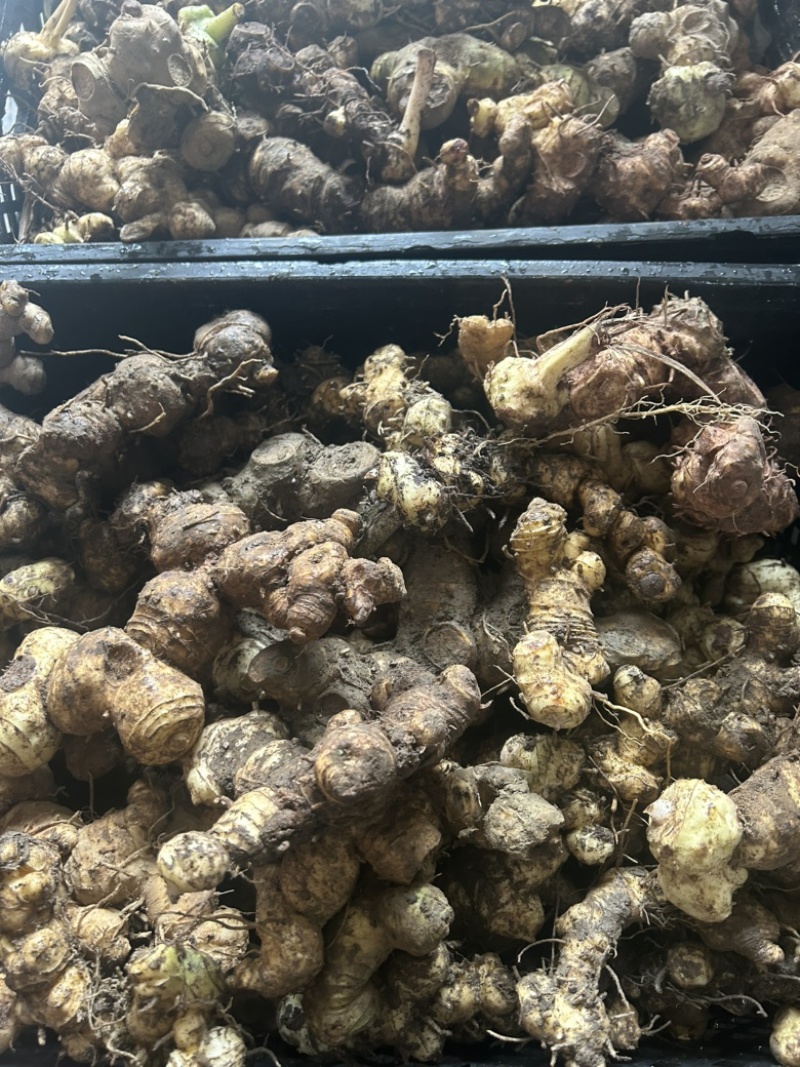 黄精野生多花黄精大块茎，深山老黄精批发，一手货源直供