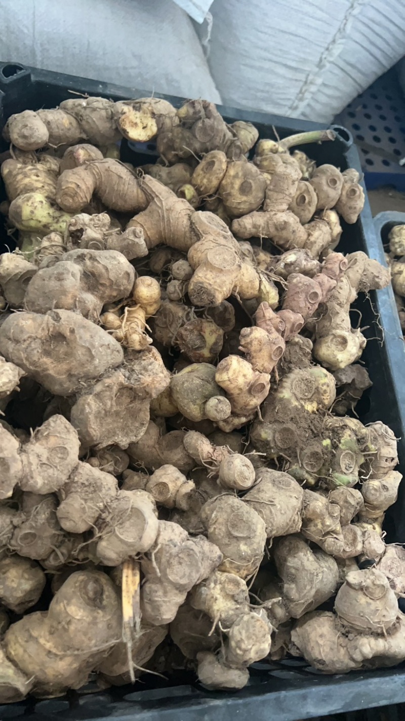 黄精野生多花黄精大块茎，深山老黄精批发，一手货源直供