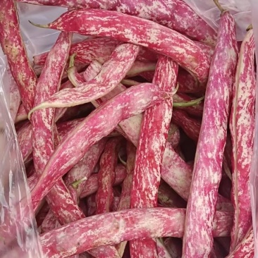 花脸豆