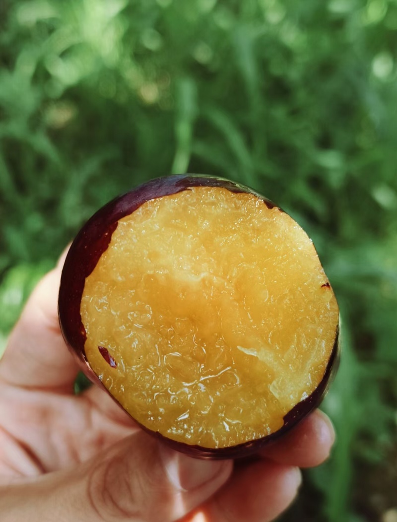 红布李红布朗产地量大价优货源充足