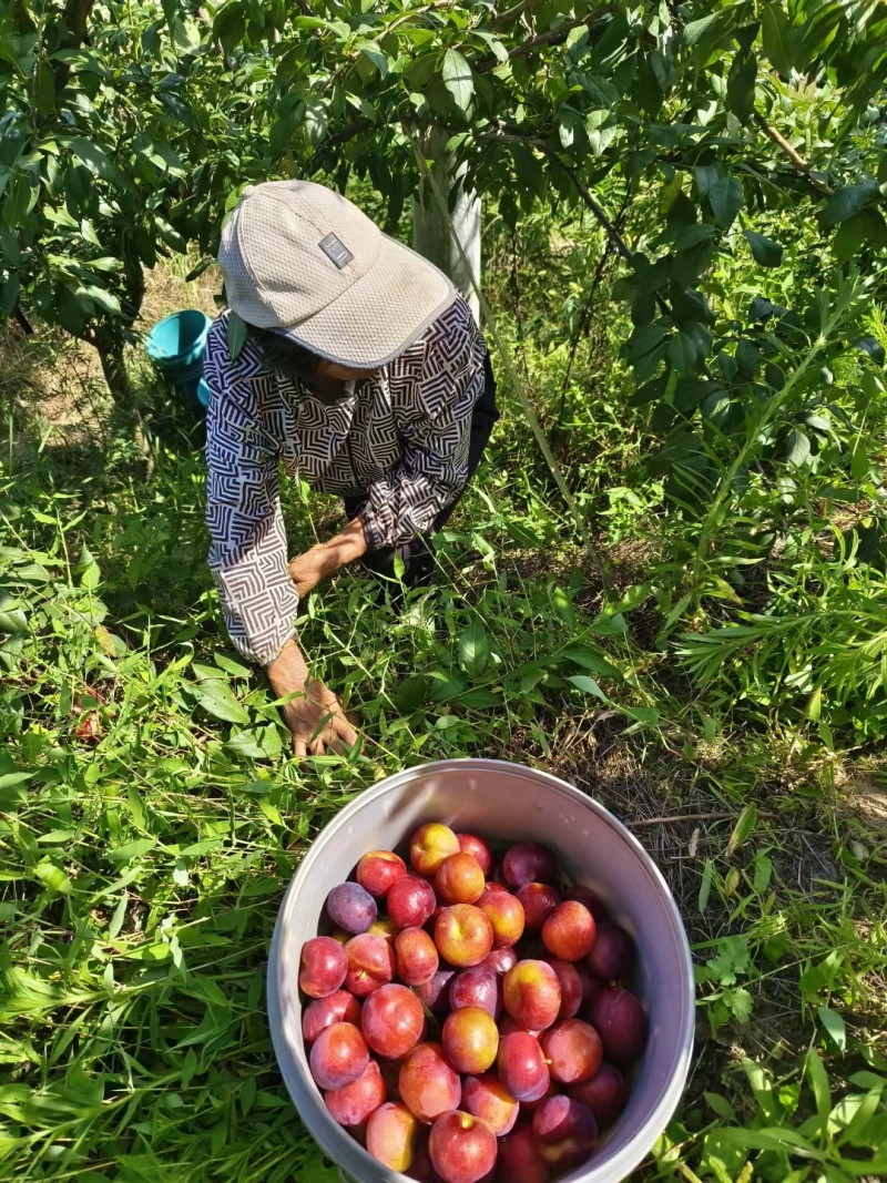 红布李红布朗产地量大价优货源充足