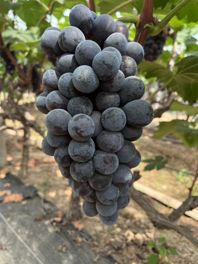 夏黑葡萄