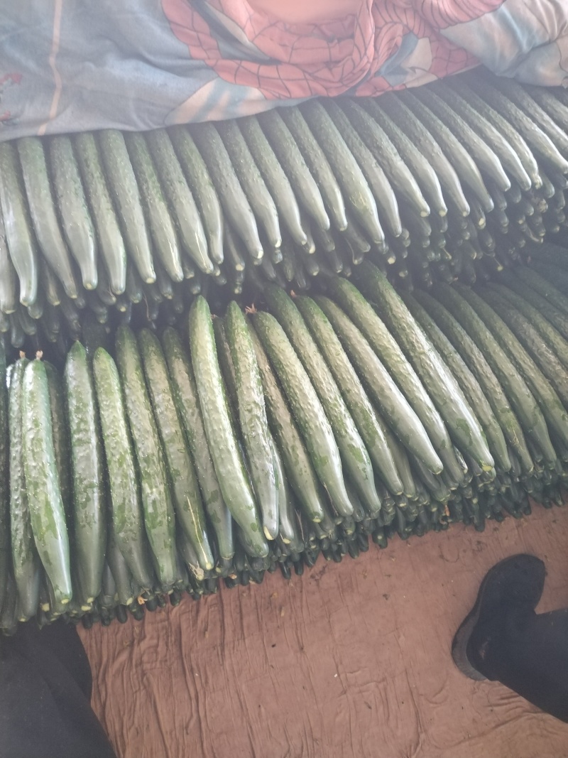 邯郸黄瓜密刺黄瓜大量上市货源充足顶花带刺可视频看货