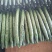 邯郸黄瓜密刺黄瓜大量上市货源充足顶花带刺可视频看货