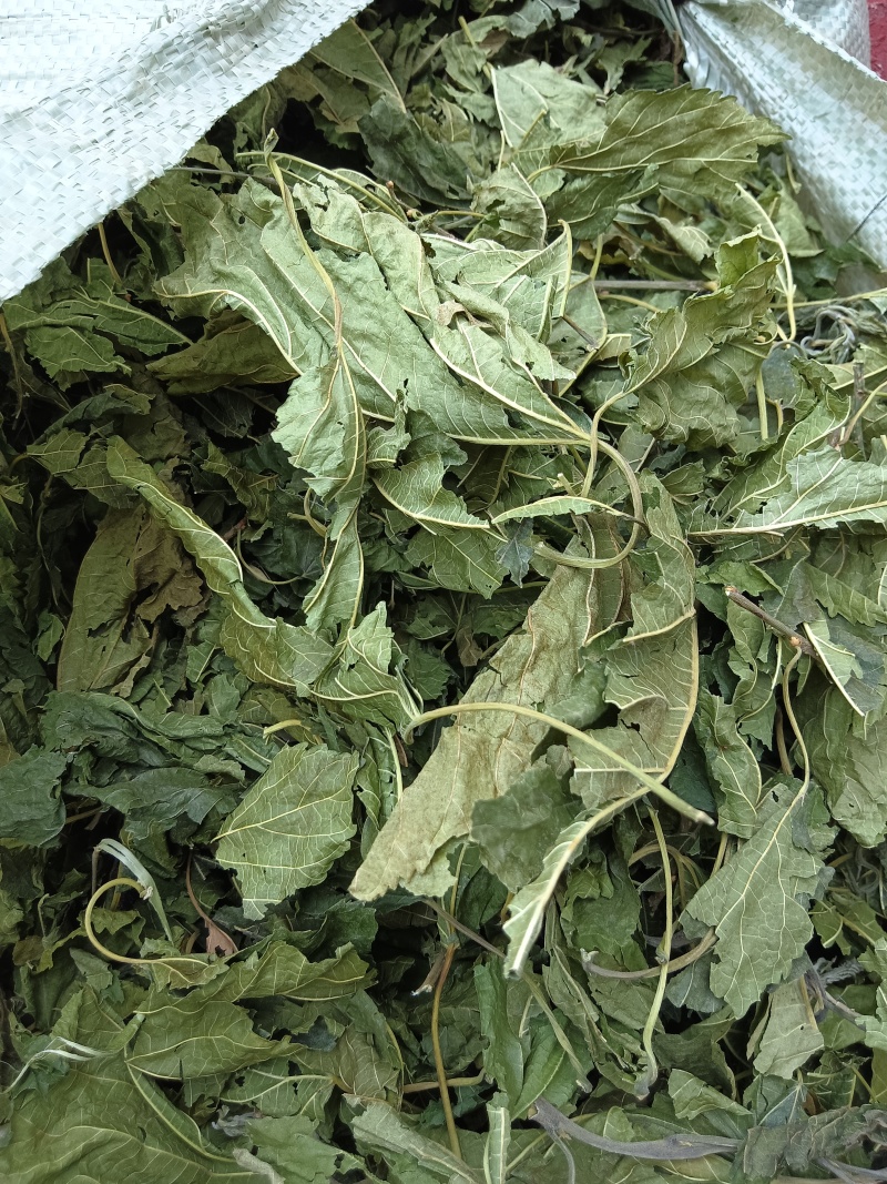 青桑叶干到一百吨就休息