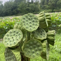 新鲜莲蓬水果莲