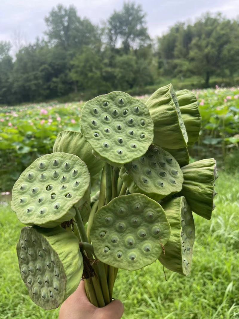 新鲜莲蓬水果莲