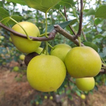 高原蜜梨