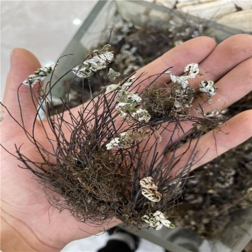 中药材铜丝草通经草银粉背蕨中药材