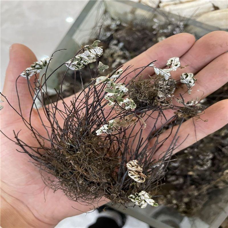 中药材铜丝草通经草银粉背蕨中药材