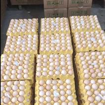 精品鸡蛋，场地直发，质量保证，价格实惠。