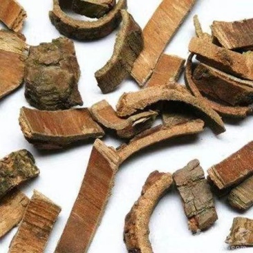 喜树皮中药材喜白皮喜树的皮