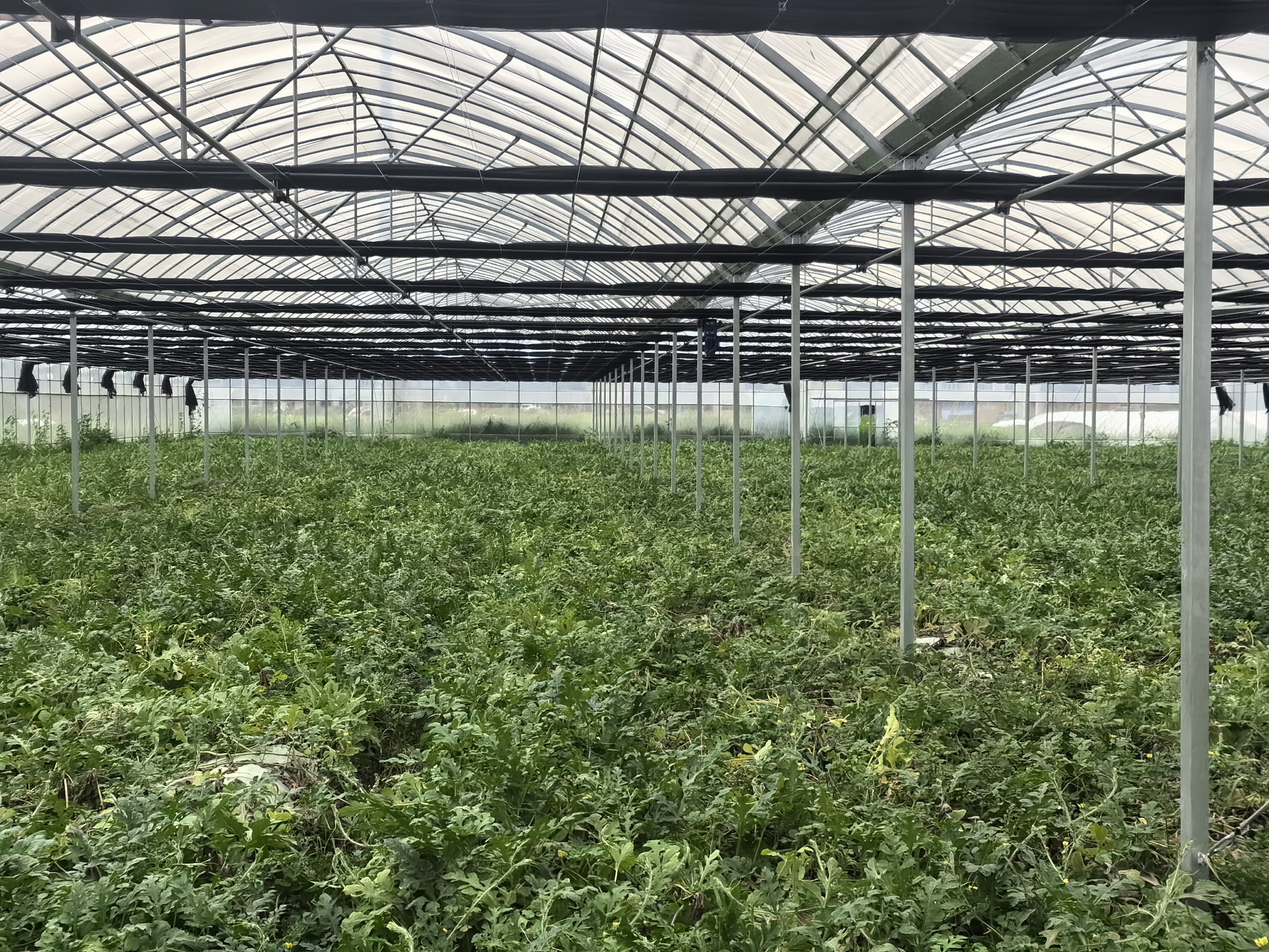 四倍体西瓜幼苗形态,气孔较大、叶片较厚 四倍体西瓜幼苗形态