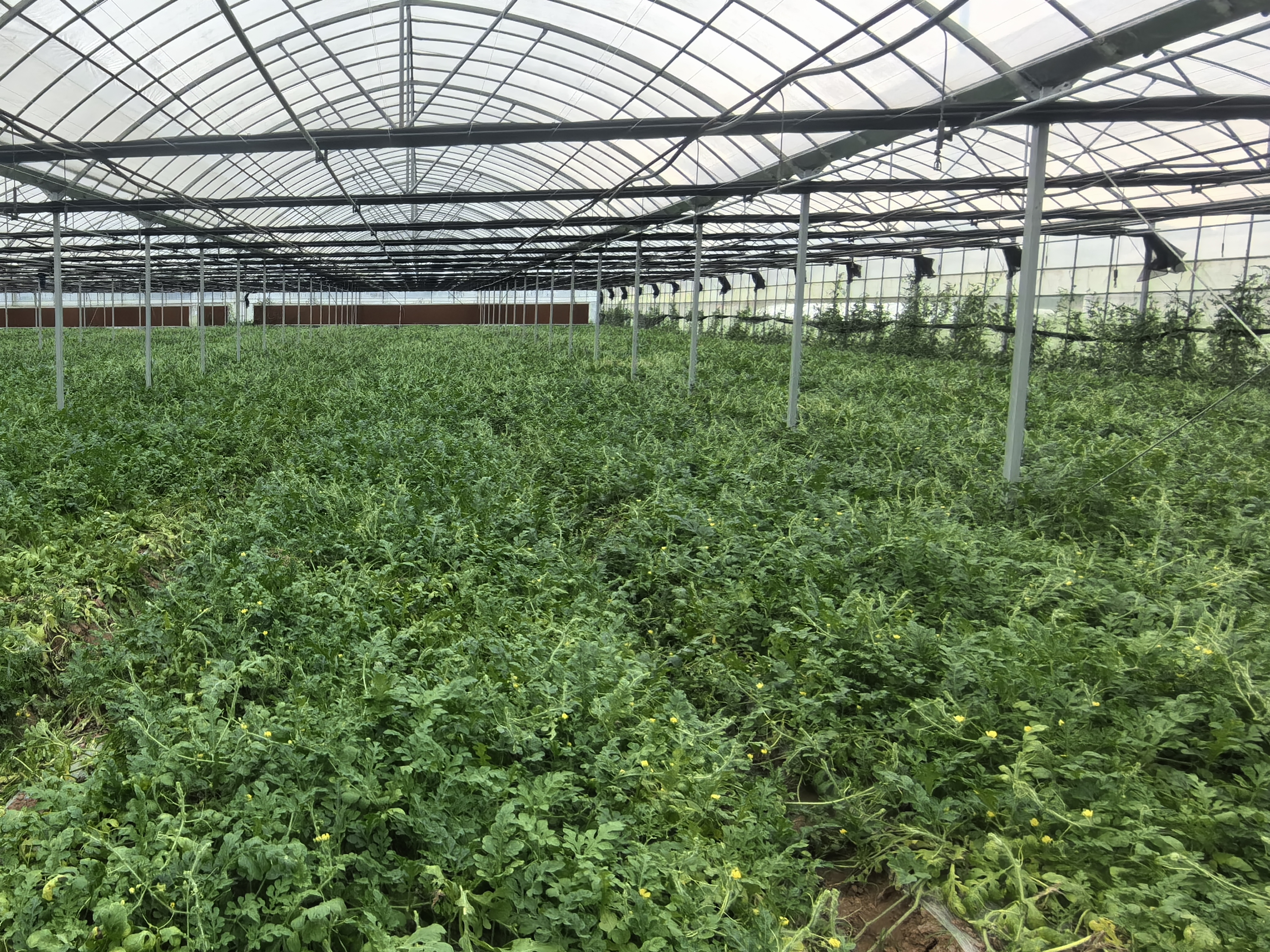 8424西瓜种子催芽过程示意图