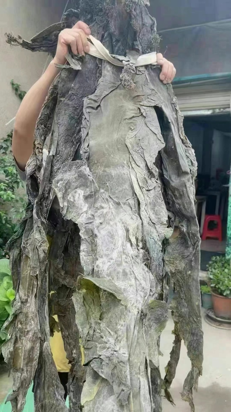 福建海带，山东海带，盐渍海带，一手货源，炖的耙