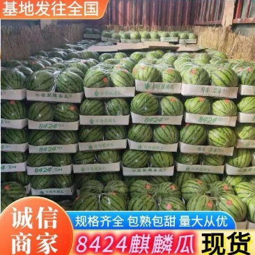 【头茬8424】麒麟瓜小薄皮大红瓤一手货源无中间商