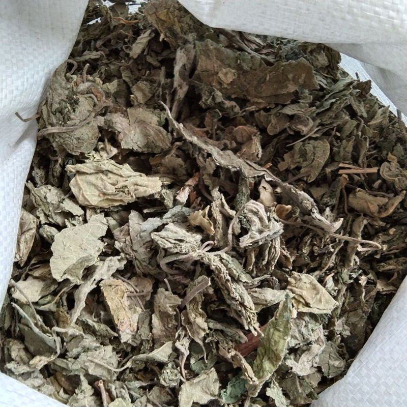 中药材楮桃叶褚桃叶楮树叶
