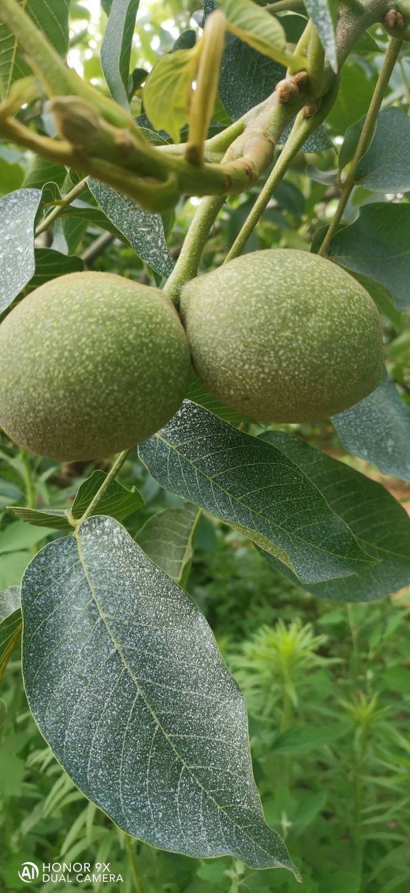 金薄丰核桃