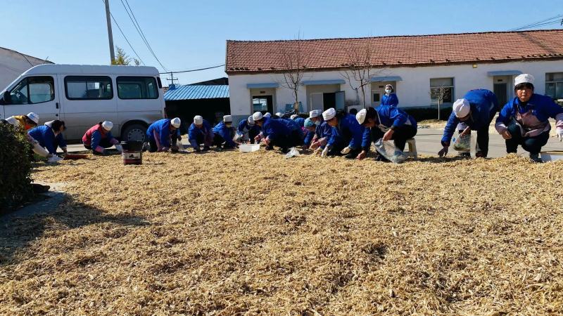 桔梗下脚料桔梗片桔梗头产地直发常年有货欢迎联系