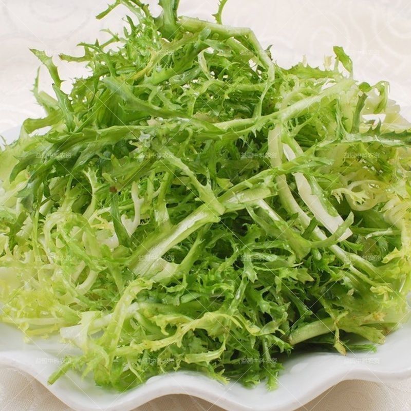 精品苦菊场地直发货源充足一手货源对接各大商超