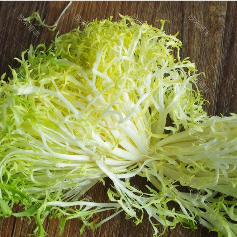 精品苦菊场地直发货源充足一手货源对接各大商超