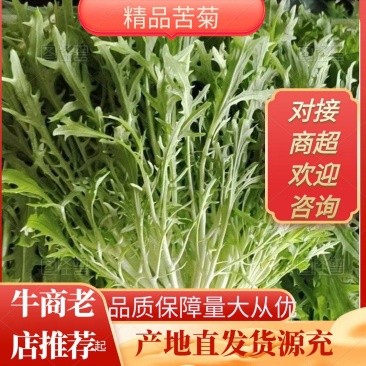 精品苦菊场地直发货源充足一手货源对接各大商超