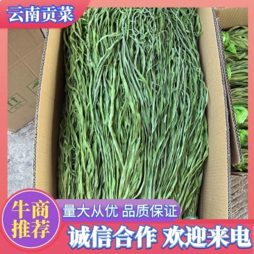 {推荐}云南贡菜品质保证货源充足欢迎来电咨询