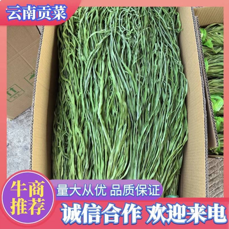 {推荐}云南贡菜品质保证货源充足欢迎来电咨询