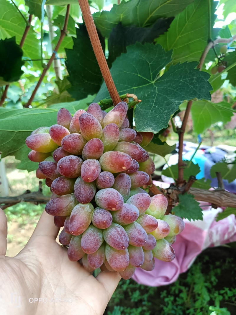 茉莉香葡萄山东茉莉香葡萄糖度十八以上，单串一斤起步产地现