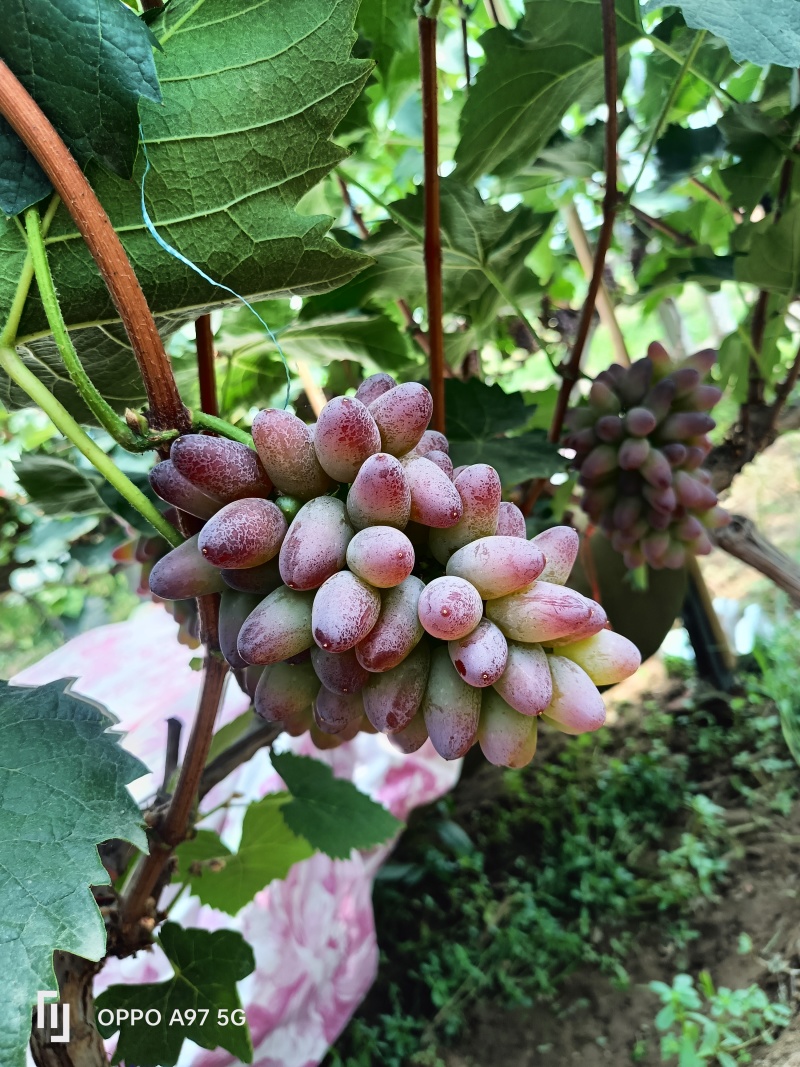 茉莉香葡萄山东茉莉香葡萄糖度十八以上，单串一斤起步产地现