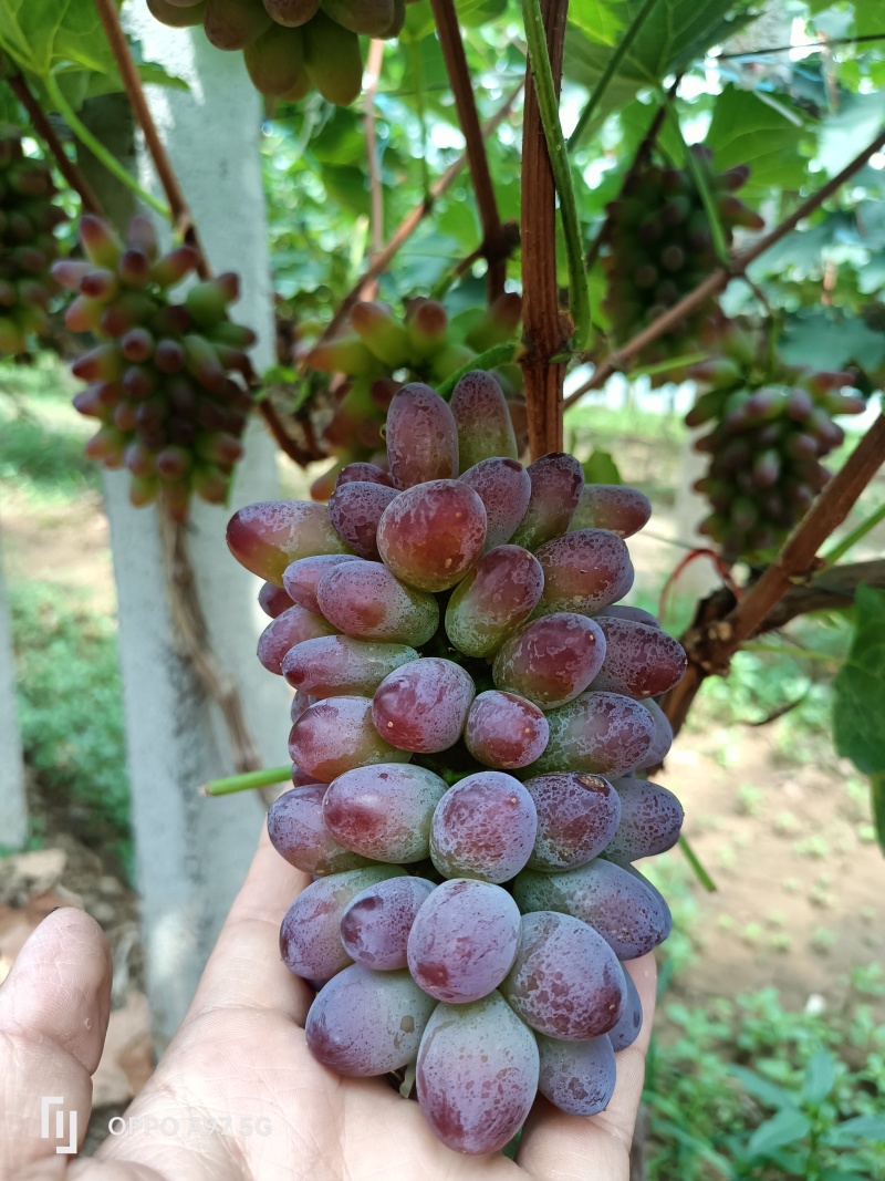 茉莉香葡萄山东茉莉香葡萄糖度十八以上，单串一斤起步产地现