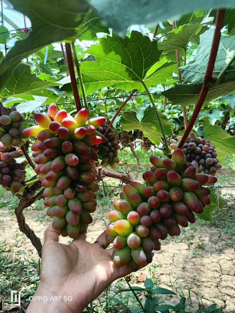 茉莉香葡萄山东茉莉香葡萄糖度十八以上，单串一斤起步产地现