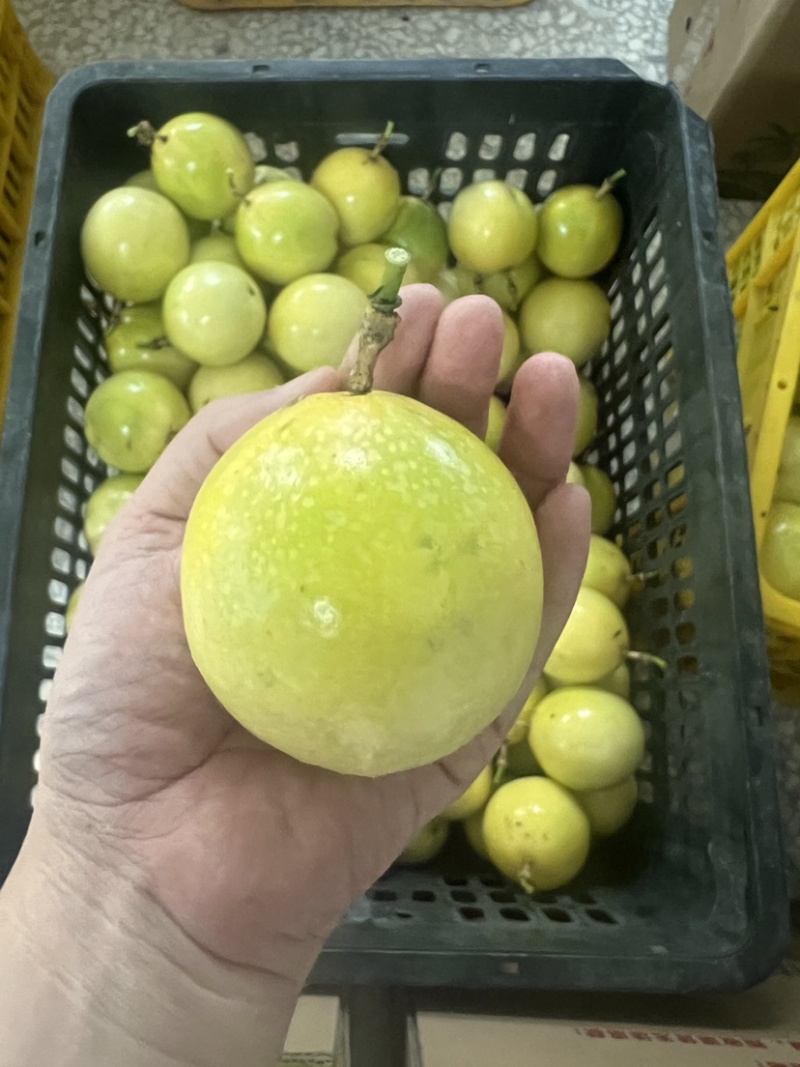 钦蜜9号黄金百香果，全年供应，可一件代发