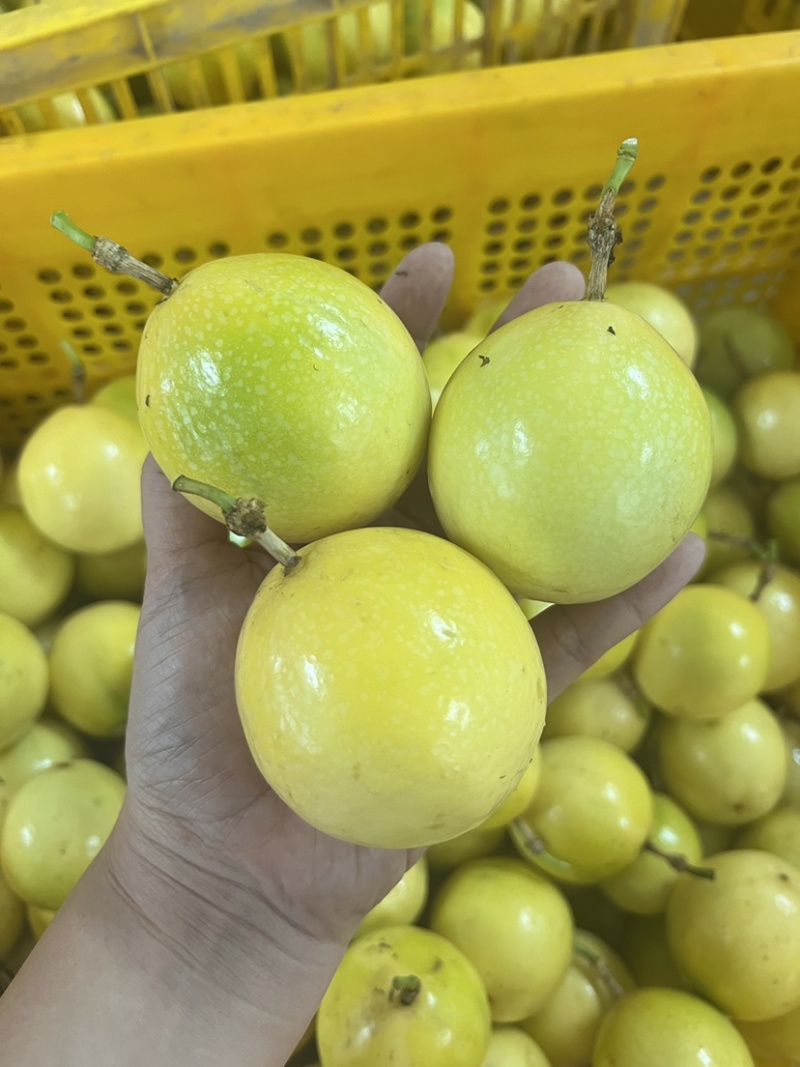 钦蜜9号黄金百香果，全年供应，可一件代发
