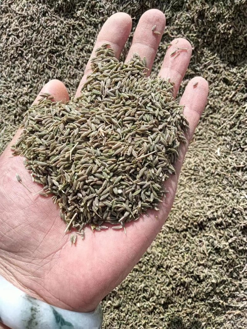 【精品】新疆孜然，源头基地一手货源，正宗味道香浓大量供应