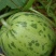 河南八里香甜瓜品质保证价格优惠供应全国欢迎咨询