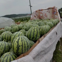 美都大棚瓜，头茬