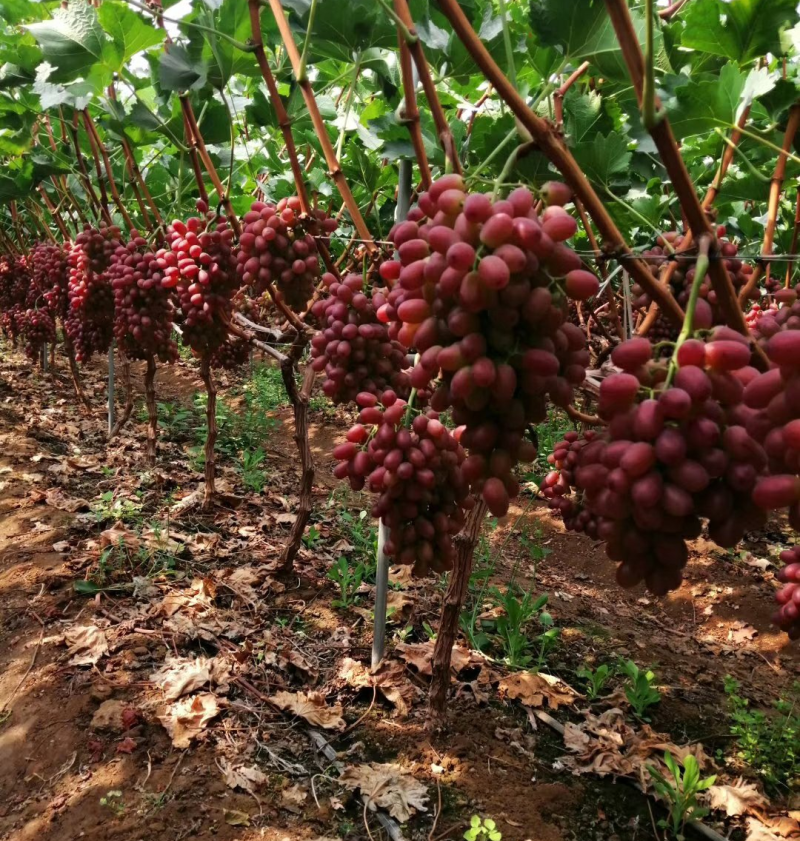 《克伦生葡萄》现摘现发陕西葡萄甜度高串形好全国代发