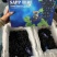 【优质】蓝宝石葡萄品质高口感好货源充足量大优惠