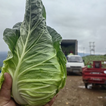 牛心菜